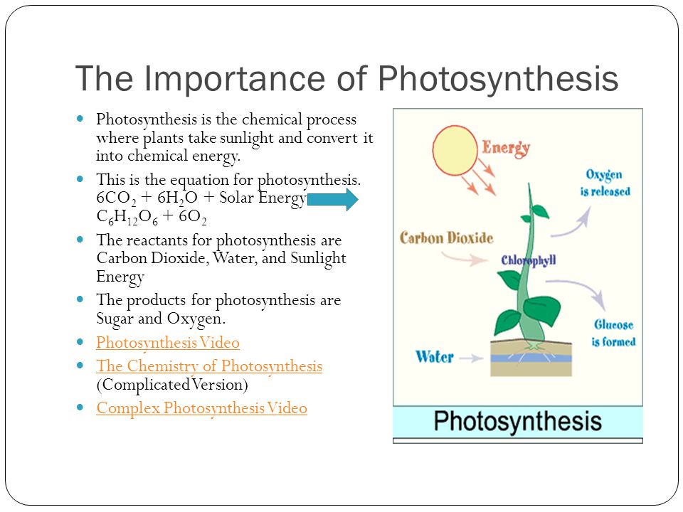The significant roles of photosynthesis and
